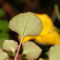 Impatiens repens Moon ex Wight